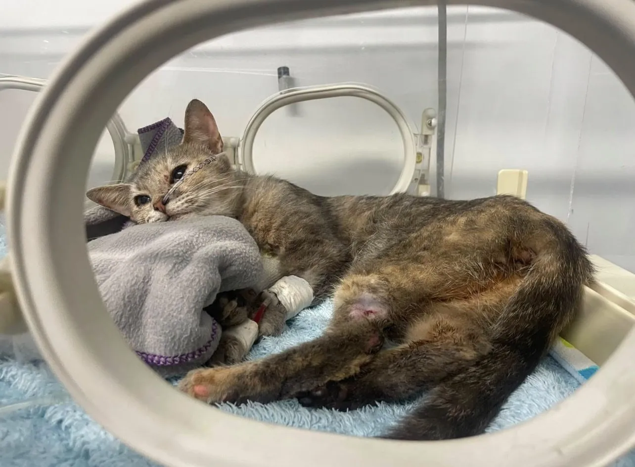 Arca, gato · hembra · adulto · tamaño mediano