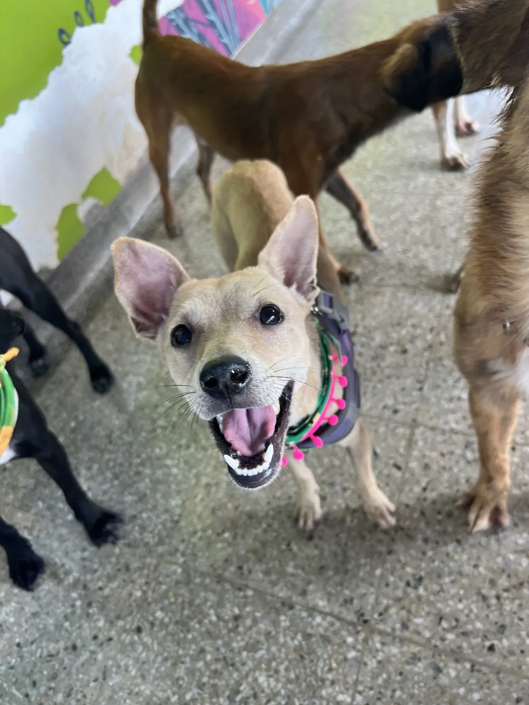 Mia, perro · hembra · 1 año aprox. · tamaño mediano