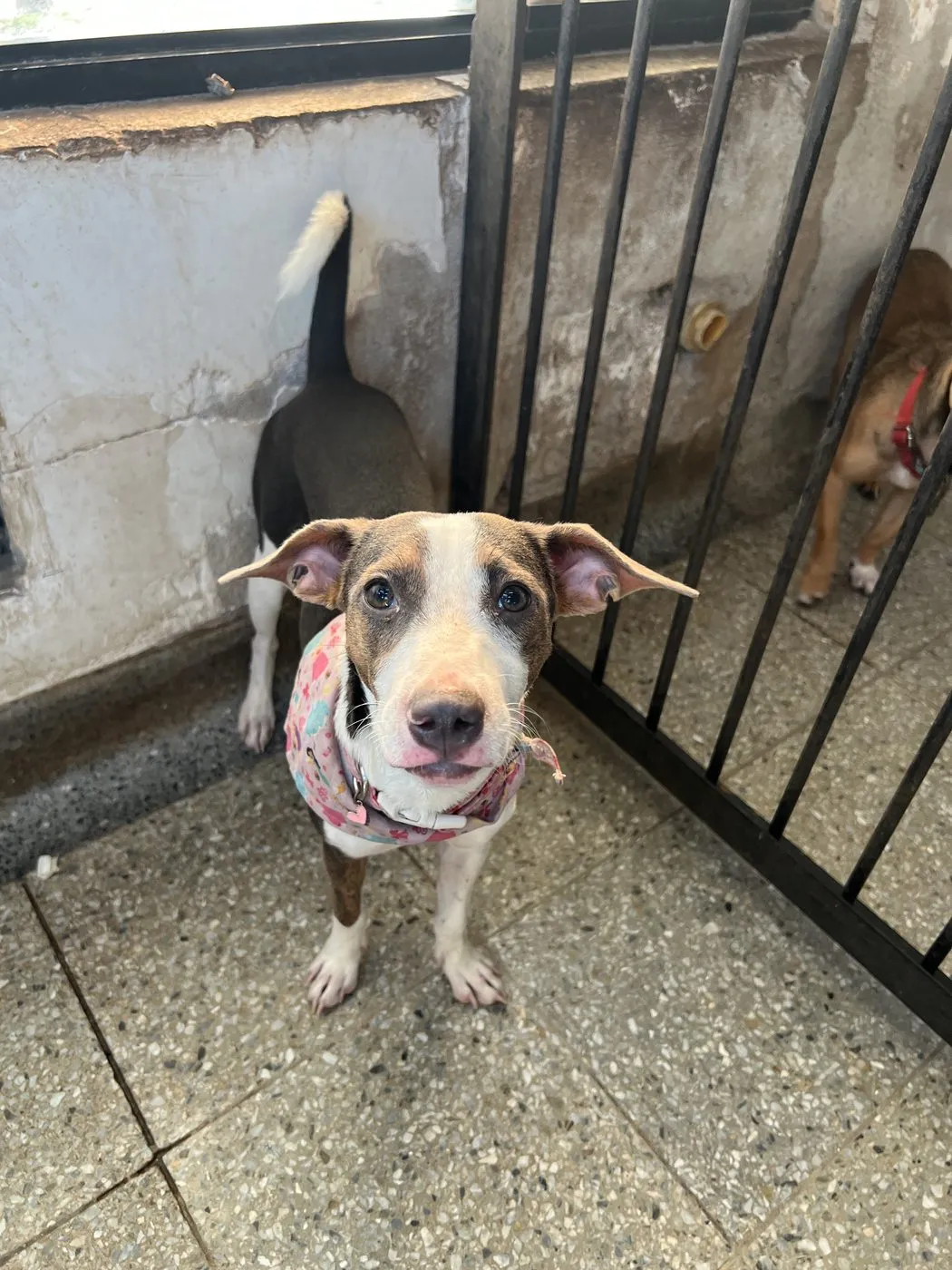 Guadalupe, perro · hembra · 5 meses aprox.