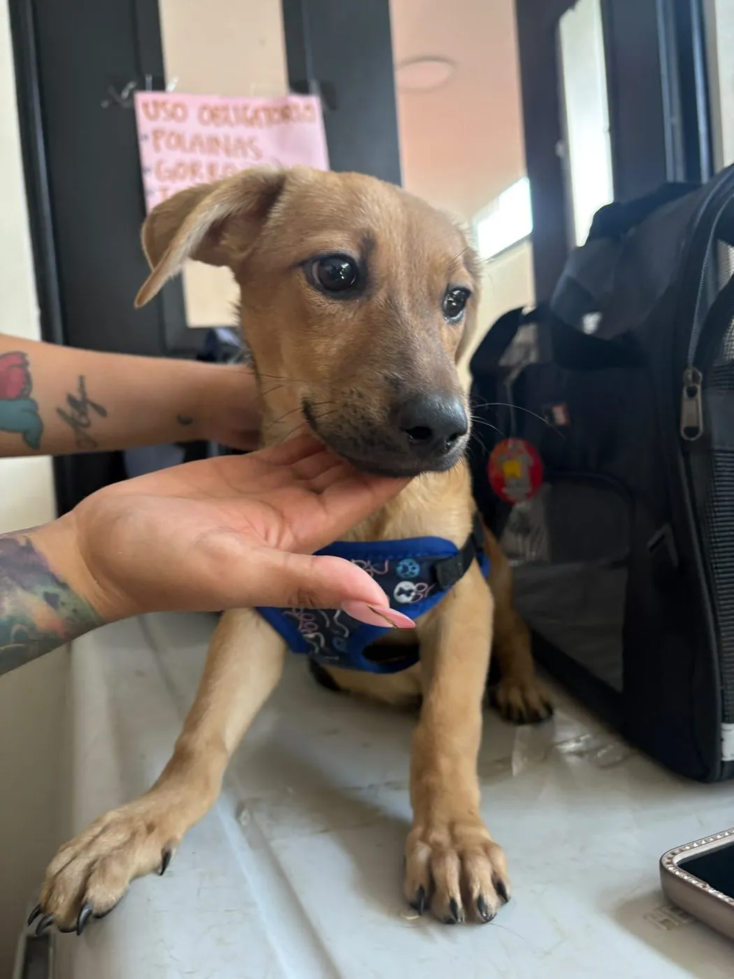 Congo, perro · macho · cachorro · tamaño pequeño