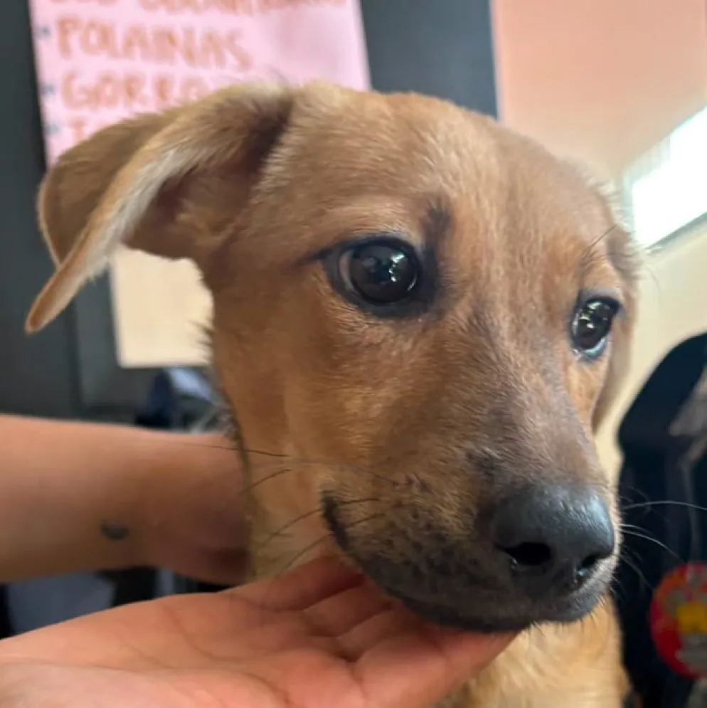Congo, perro · macho · cachorro · tamaño pequeño