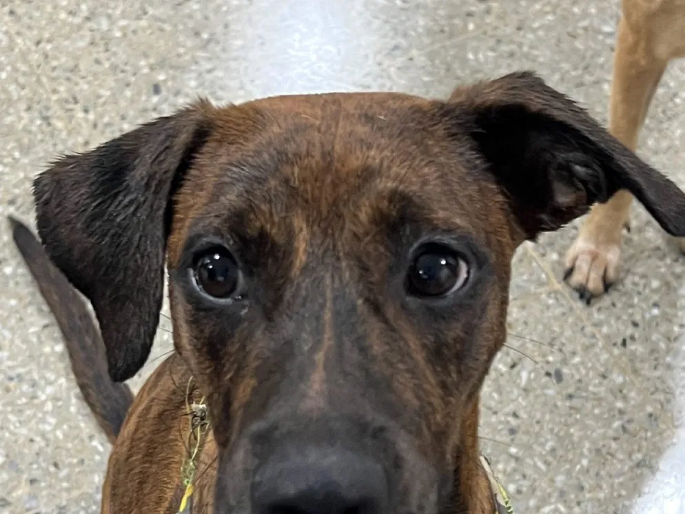 Cacao, perro · hembra · 3 meses aprox. · tamaño grande