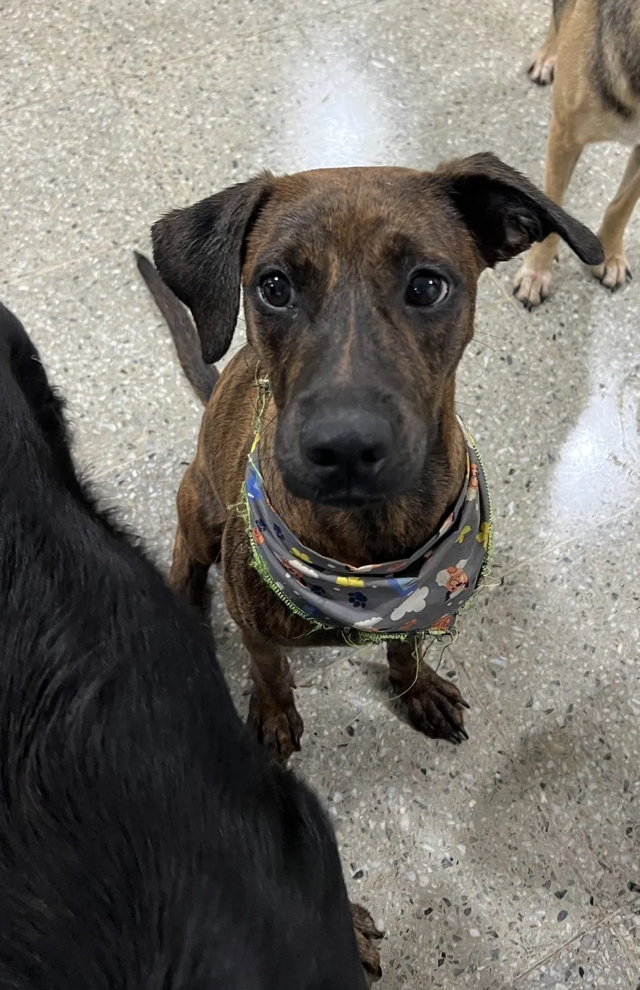 Cacao, perro · hembra · 3 meses aprox. · tamaño grande