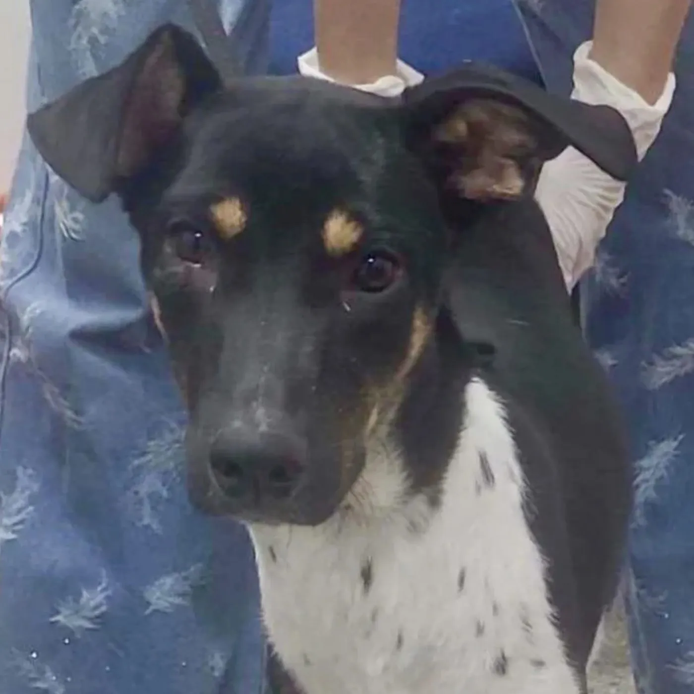 Daysi, perro · hembra · 1 año aprox. · tamaño mediano