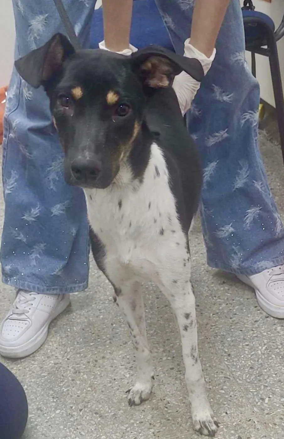 Daysi, perro · hembra · 1 año aprox. · tamaño mediano