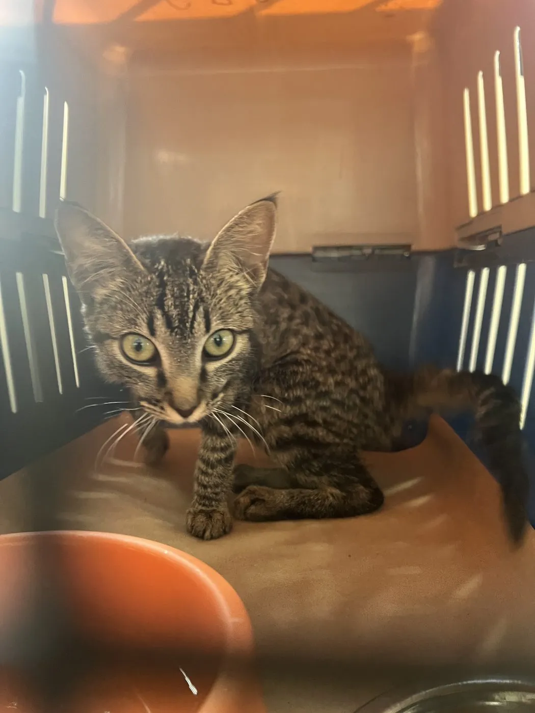 Cleo, gato · hembra · 5 meses aprox. · tamaño mediano
