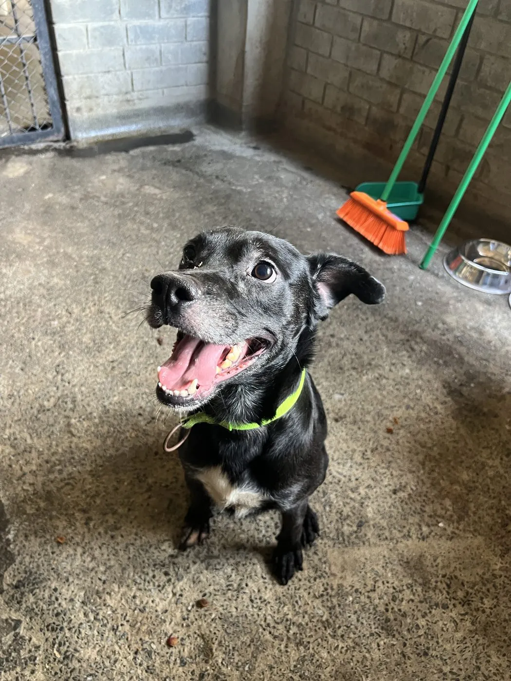 Zeus, perro · macho · 3 años aprox. · tamaño mediano