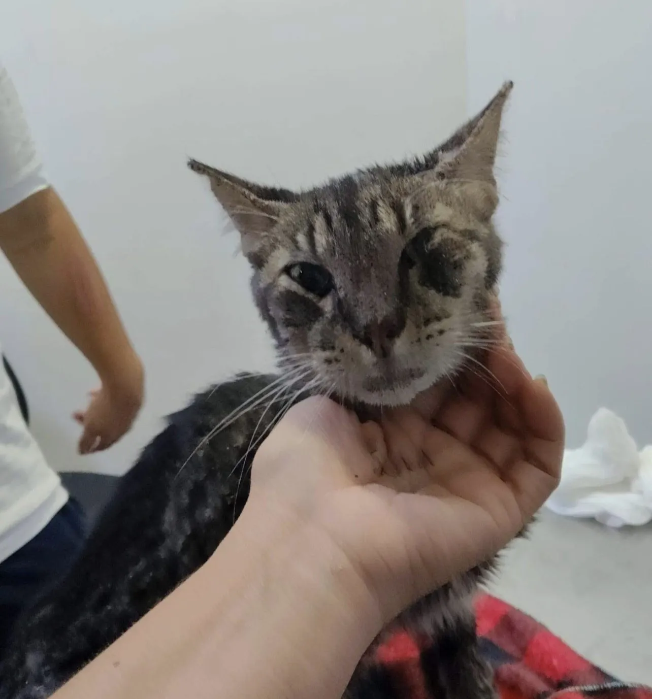 Minnie, gato · hembra · adulto