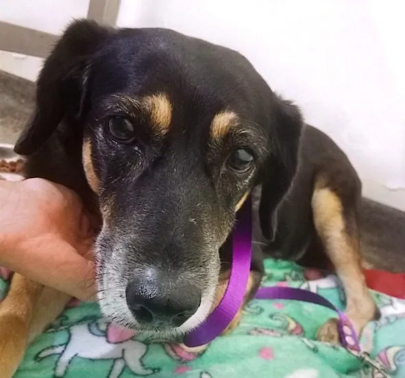 Linda, perro · hembra · 4 años aprox. · tamaño mediano