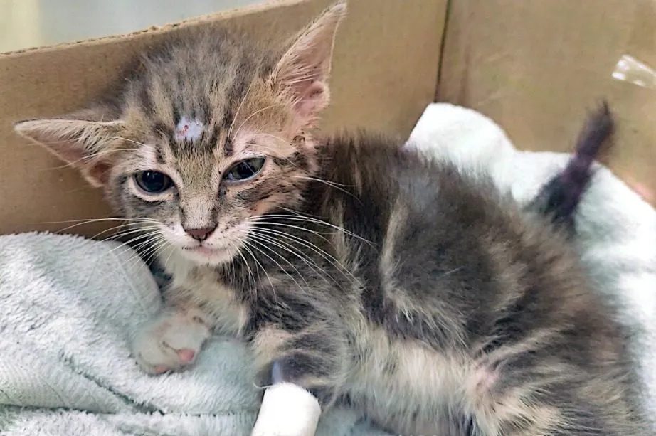 Luci, gato · hembra · 2 meses aprox.
