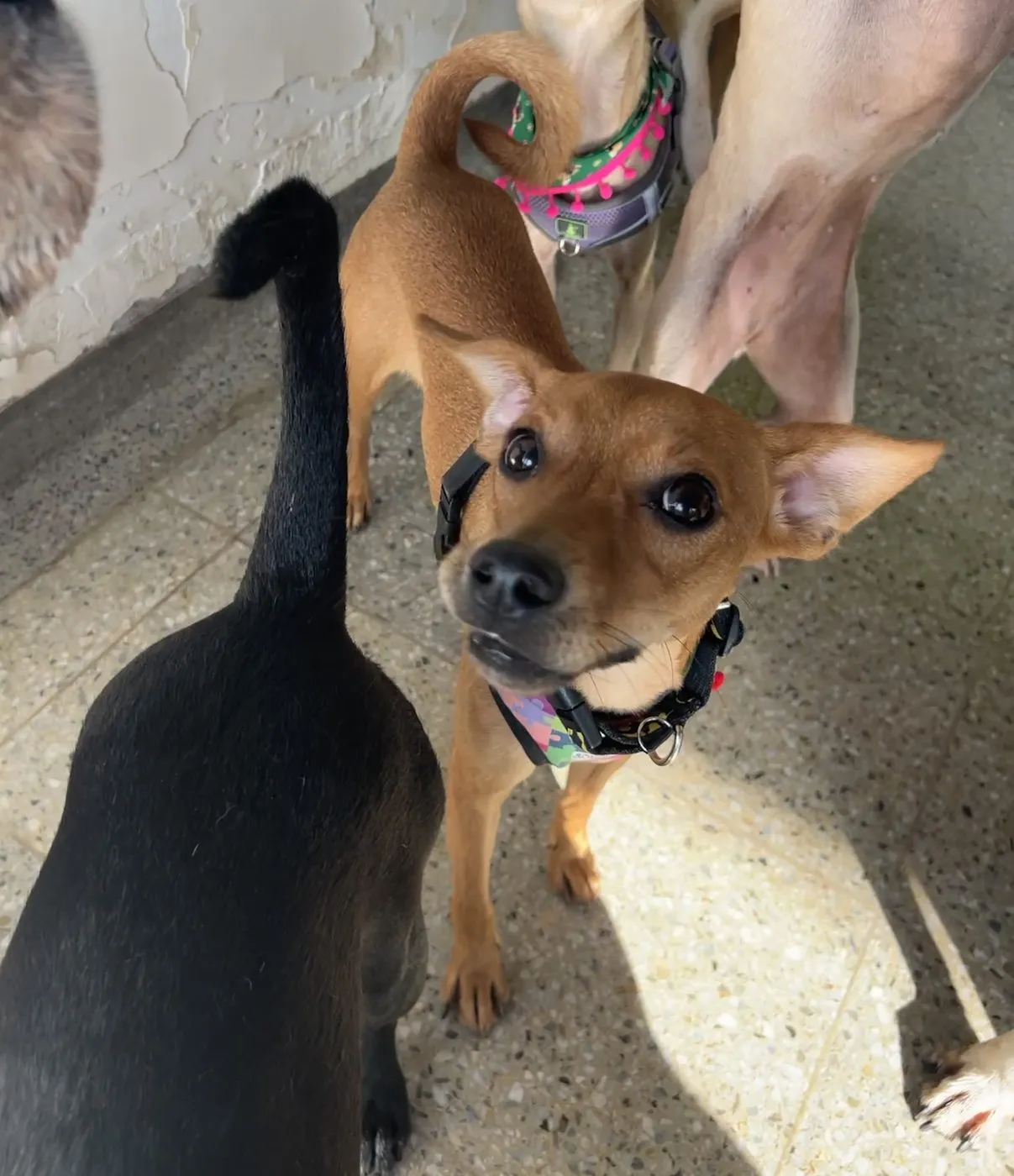 Canela, perro · hembra · 1 año aprox. · tamaño mediano