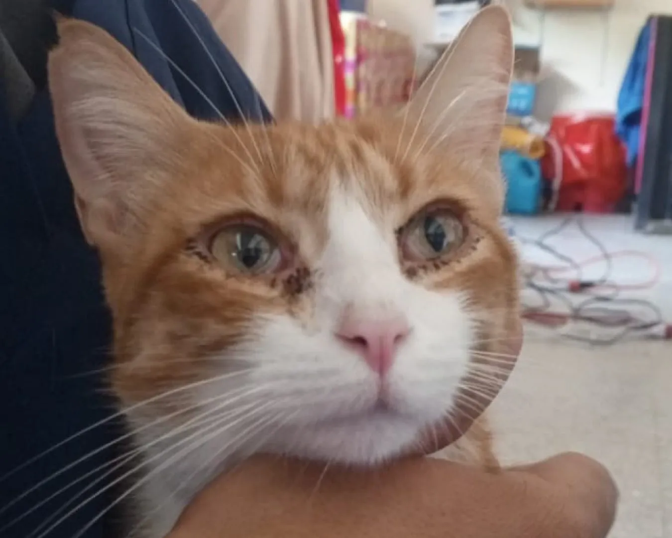 Mojito, gato · macho · 4 años aprox.