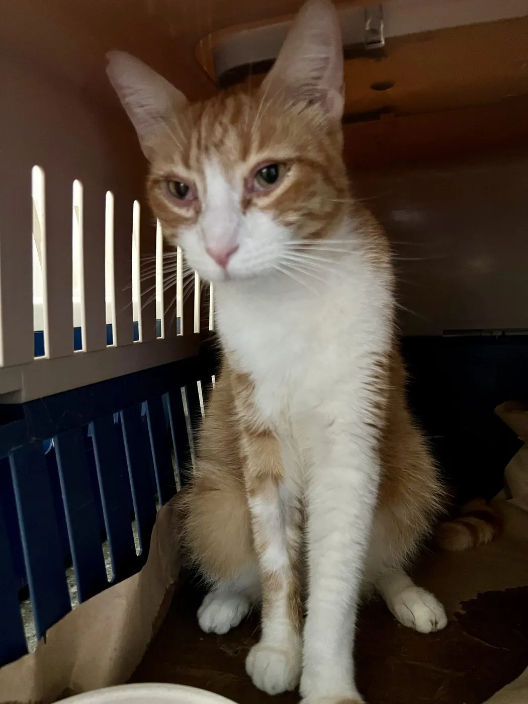 Mojito, gato · macho · 4 años aprox.