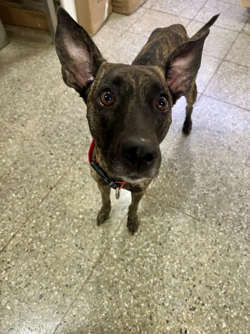 Barci, perro · hembra · 1 año aprox. · tamaño mediano
