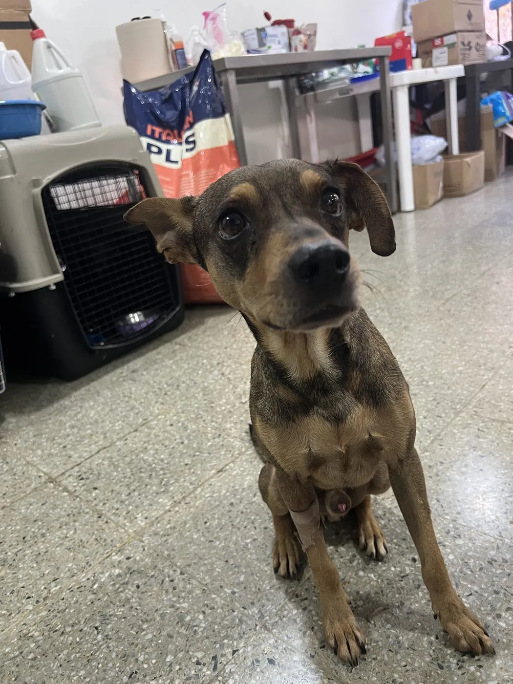 Enzo, perro · macho · 2 años aprox. · tamaño mediano