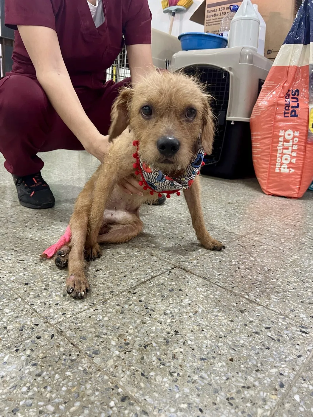 Tucker, perro · macho · adulto · tamaño mediano