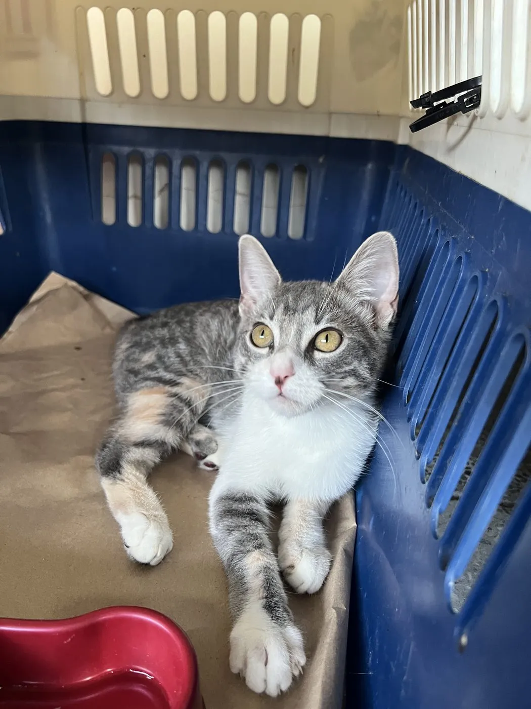 Lucy, gato · hembra · 6 meses aprox.