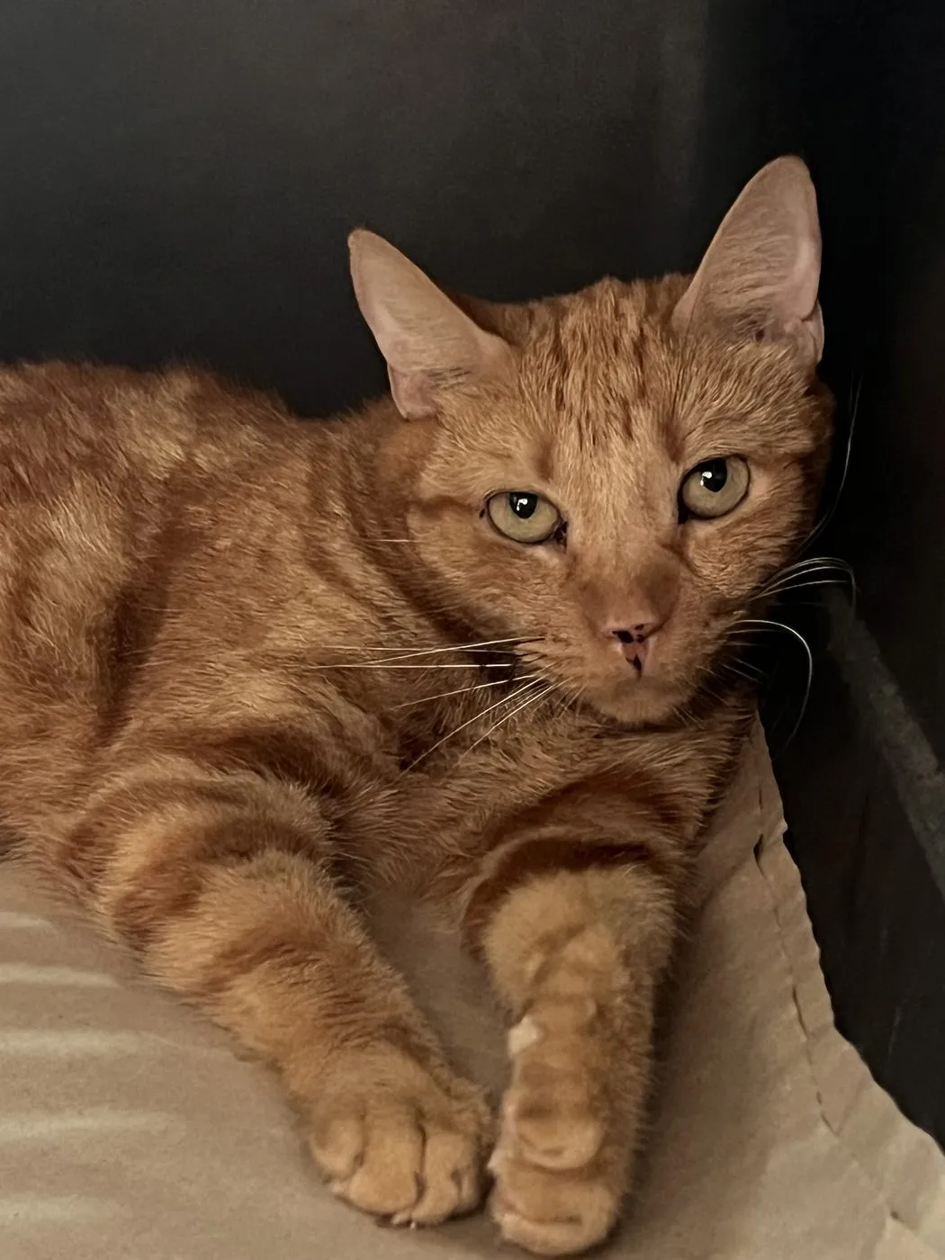 Orión, gato · macho · 3 años aprox.