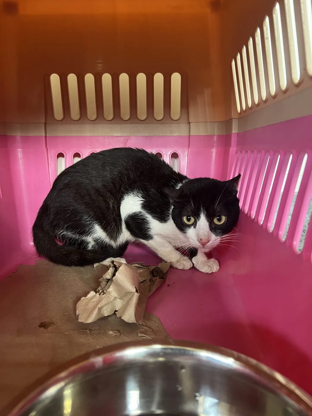 Simón, gato · macho · 4 años aprox. · tamaño mediano
