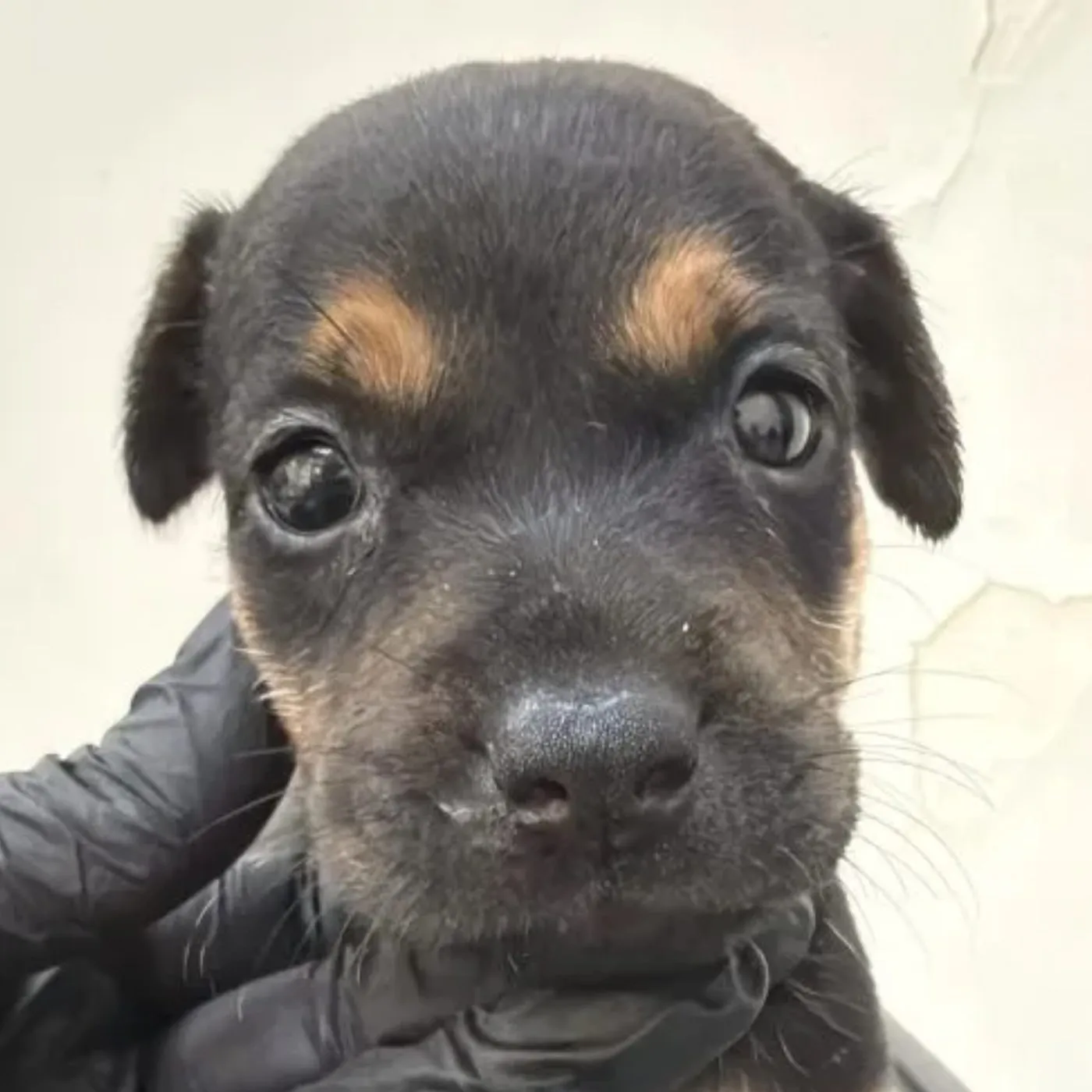 Nina, perro · hembra · tamaño pequeño