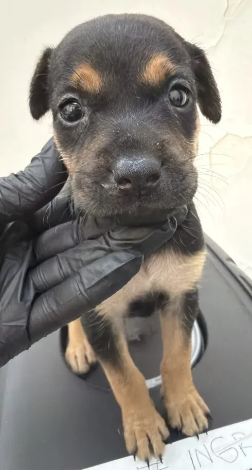 Nina, perro · hembra · tamaño pequeño