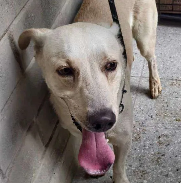 Mordelón, perro · macho · 2 años aprox. · tamaño grande
