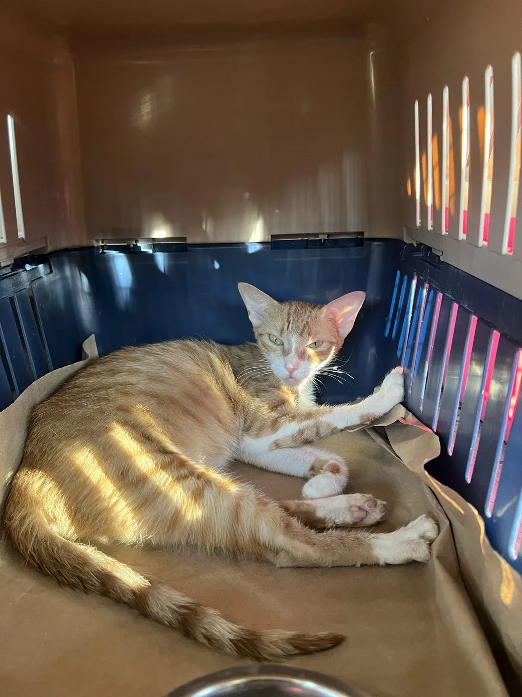 Haru, gato · hembra · 3 meses aprox.