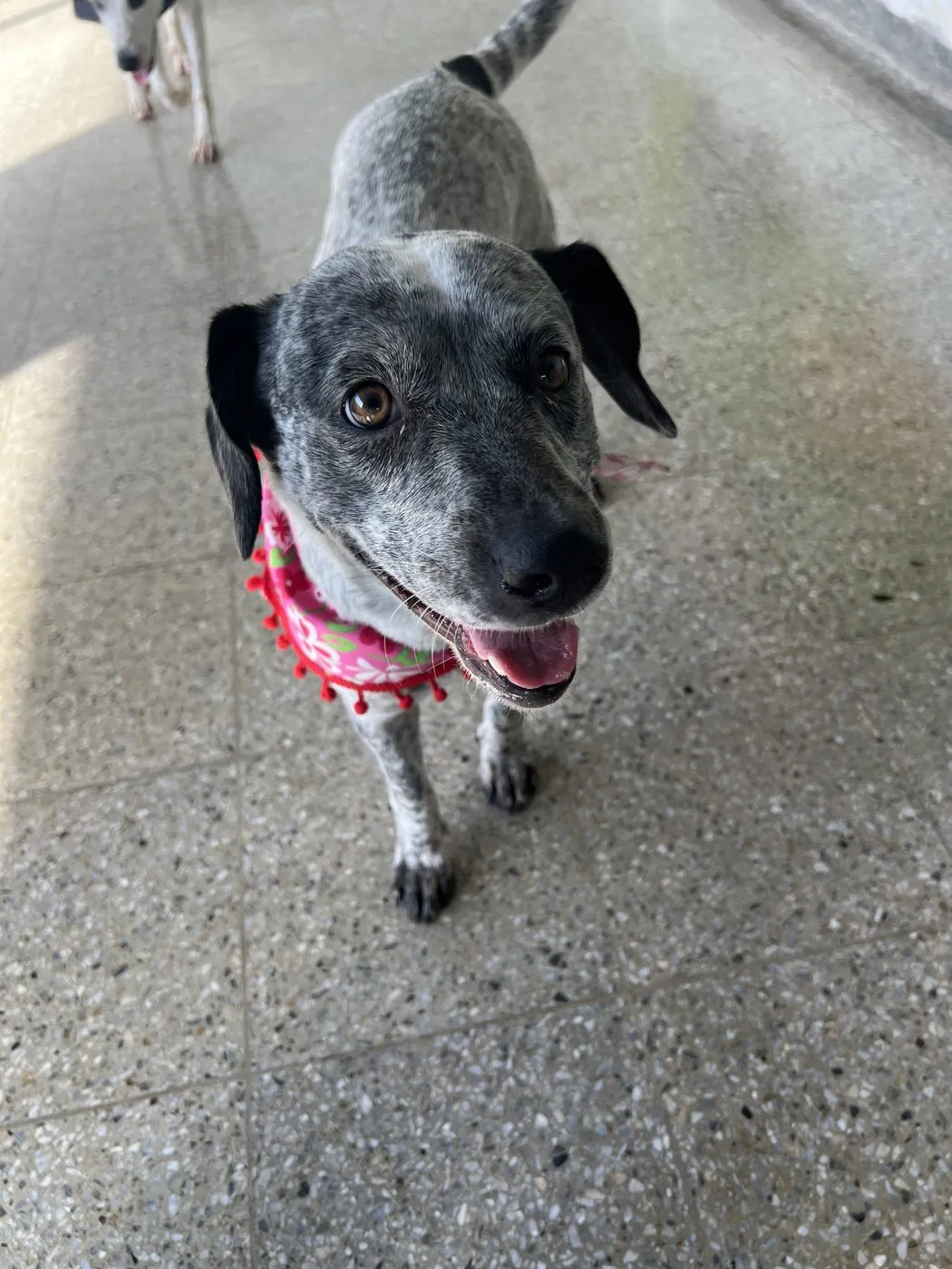 Antonela, perro · hembra · 1 año aprox. · tamaño mediano