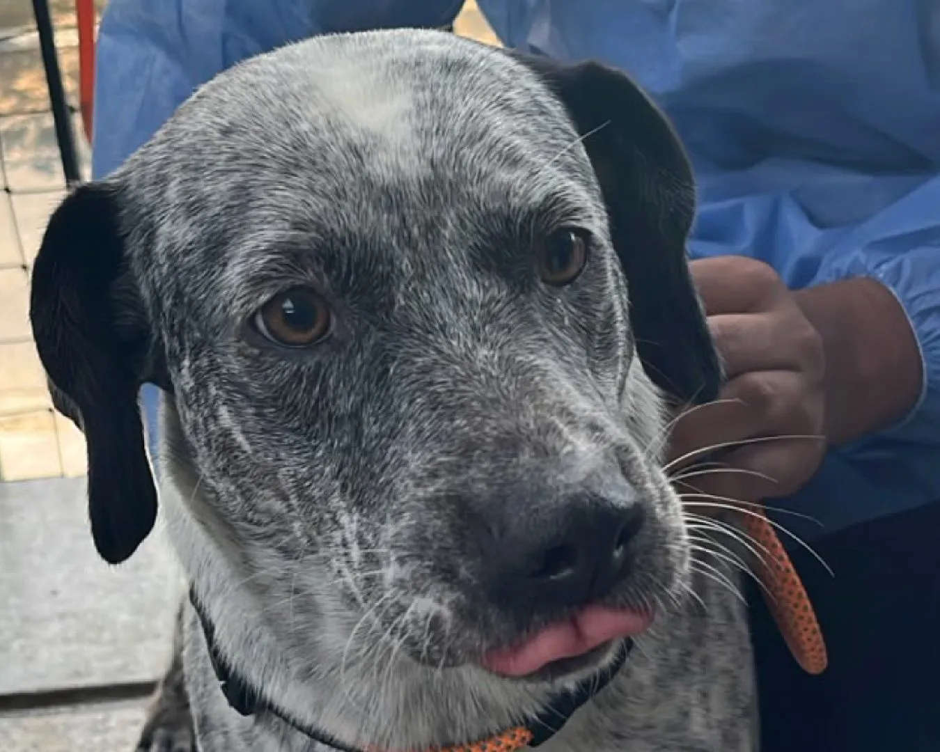 Antonela, perro · hembra · 1 año aprox. · tamaño mediano