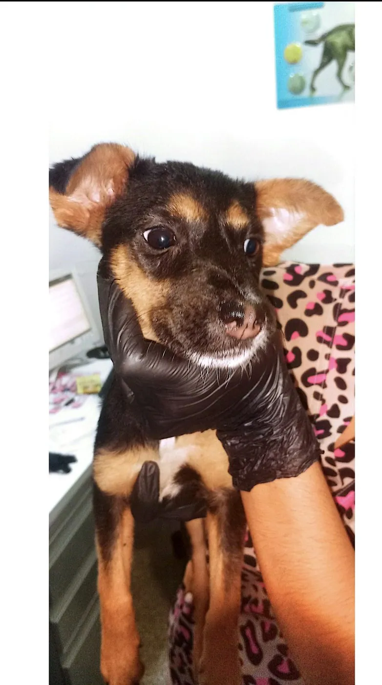 Lady, perro · hembra · 3 meses aprox. · tamaño mediano