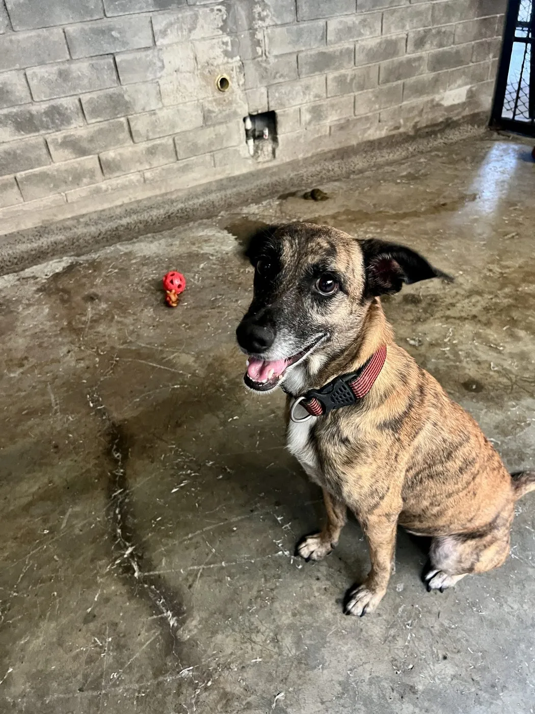 Renata, perro · hembra · 2 años aprox. · tamaño mediano