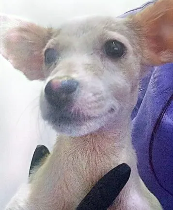 Laura, perro · hembra · 3 meses aprox. · tamaño pequeño