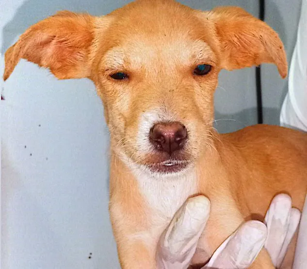 Mar, perro · hembra · 3 meses aprox. · tamaño mediano
