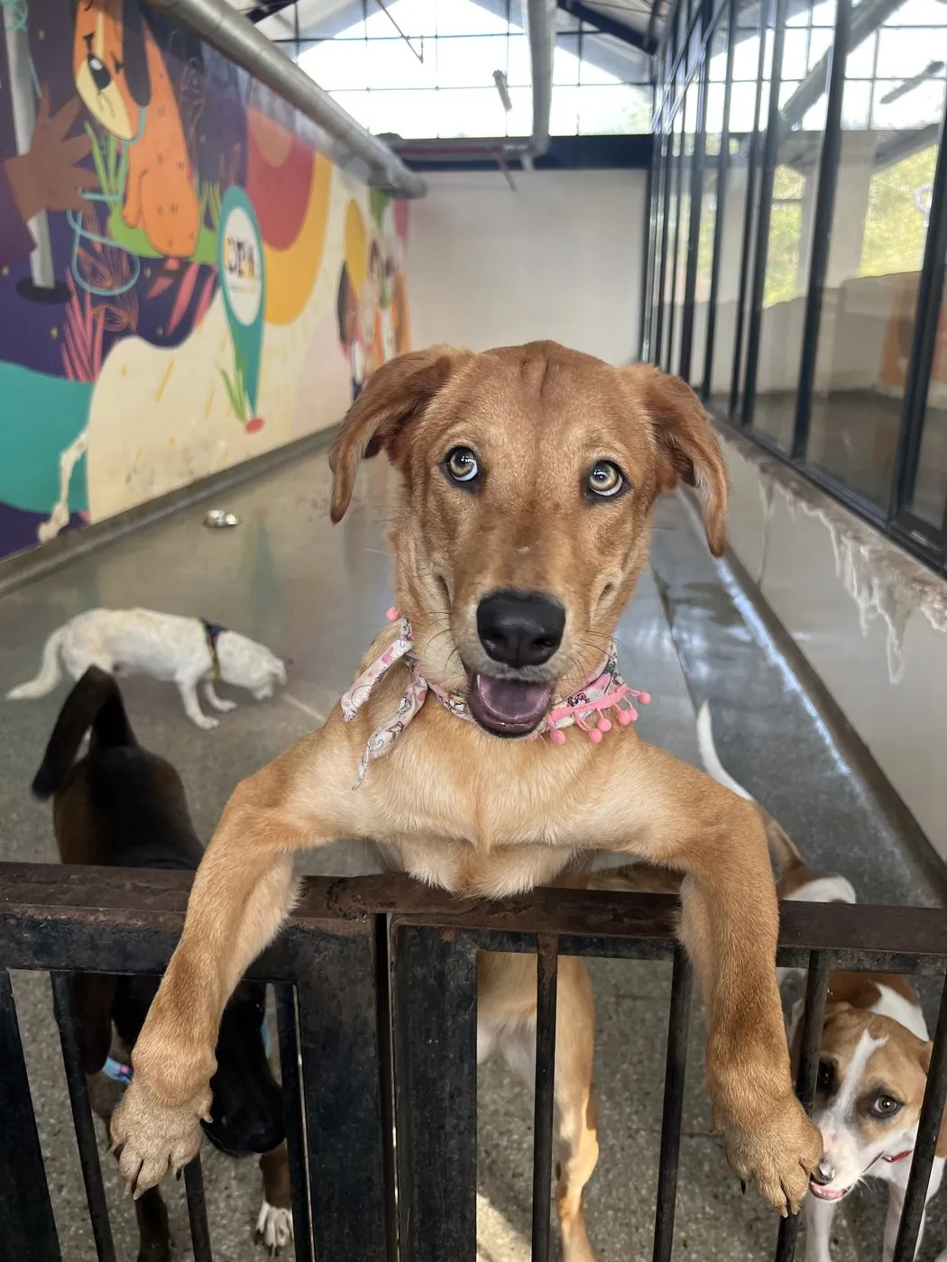 Katy, perro · hembra · 1 año aprox. · tamaño mediano