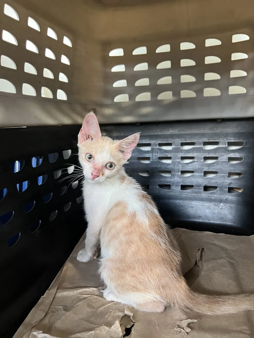 Mono, gato · macho · 2 meses aprox.
