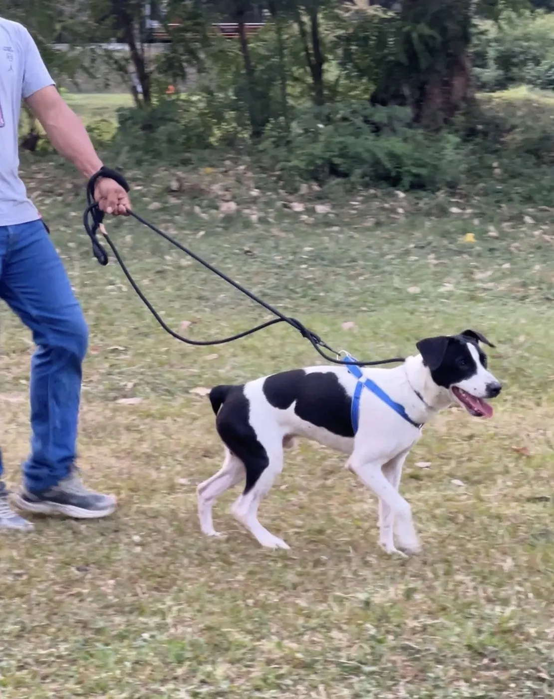 Virgilio, perro · macho · 1 año aprox. · tamaño mediano