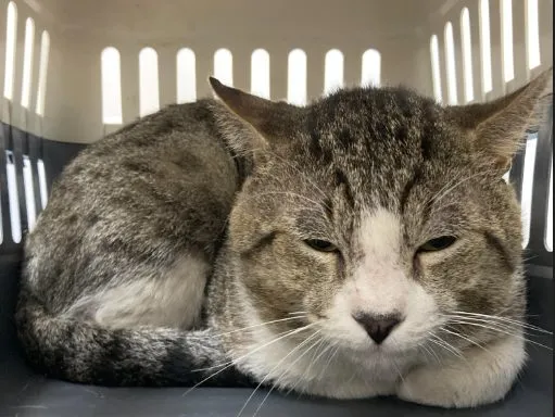 Augusto, gato · macho