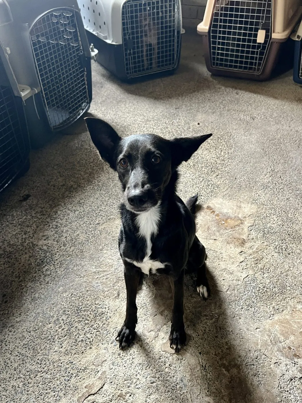 Vega, perro · hembra · 10 años aprox. · tamaño mediano