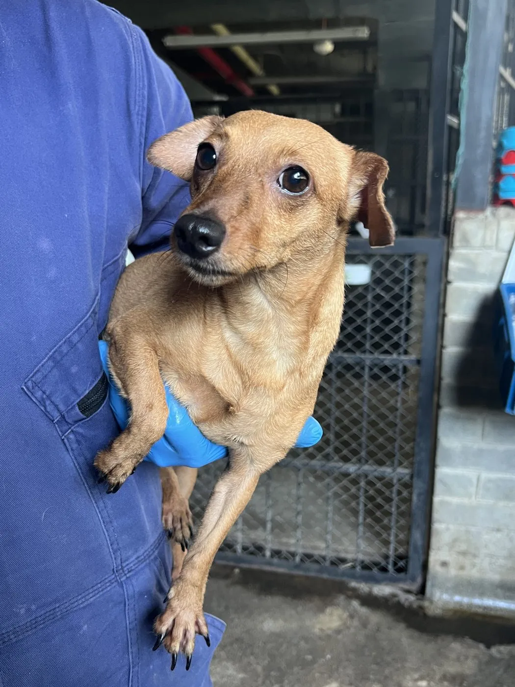 Mani, perro · hembra · 4 años aprox. · tamaño pequeño