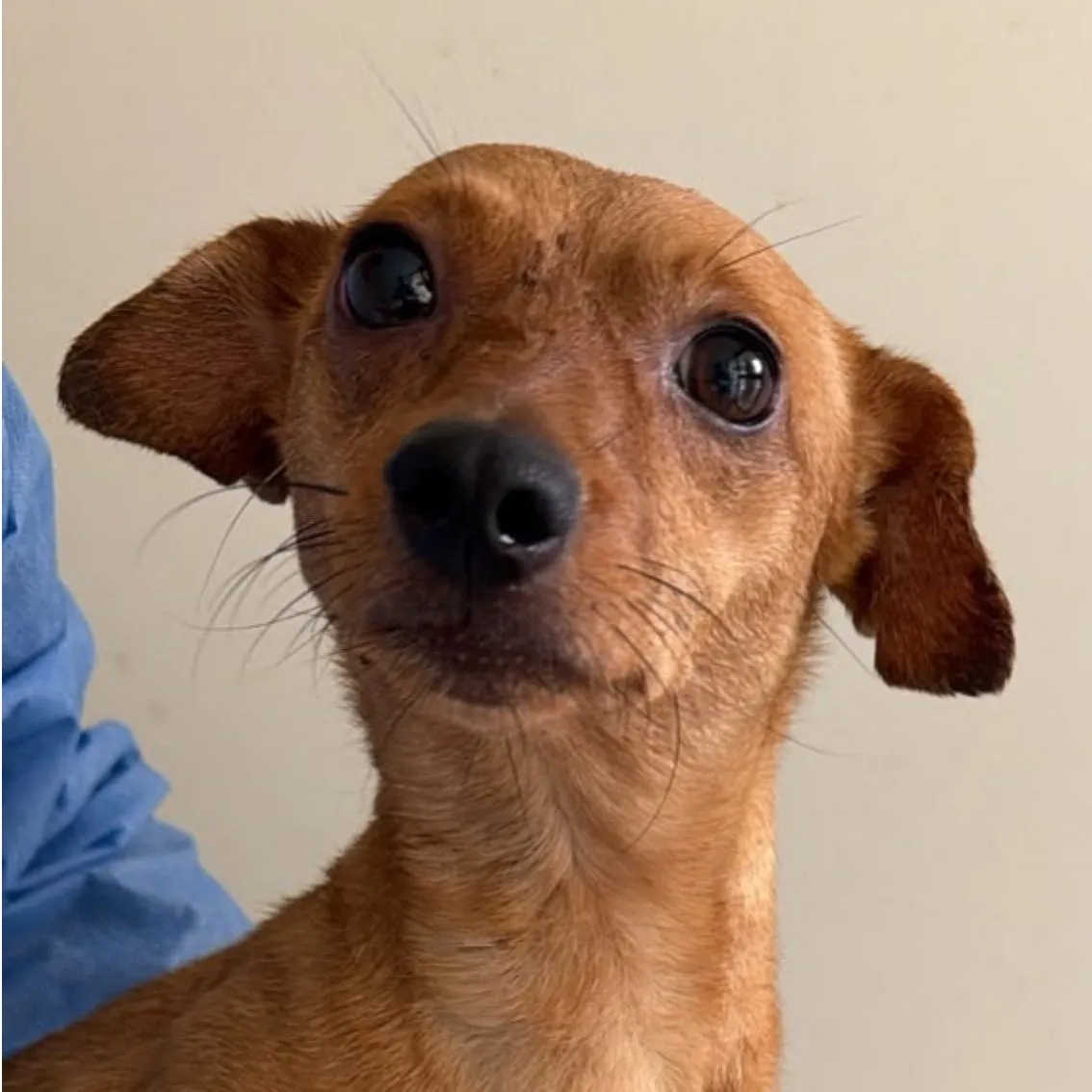 Mani, perro · hembra · 4 años aprox. · tamaño pequeño