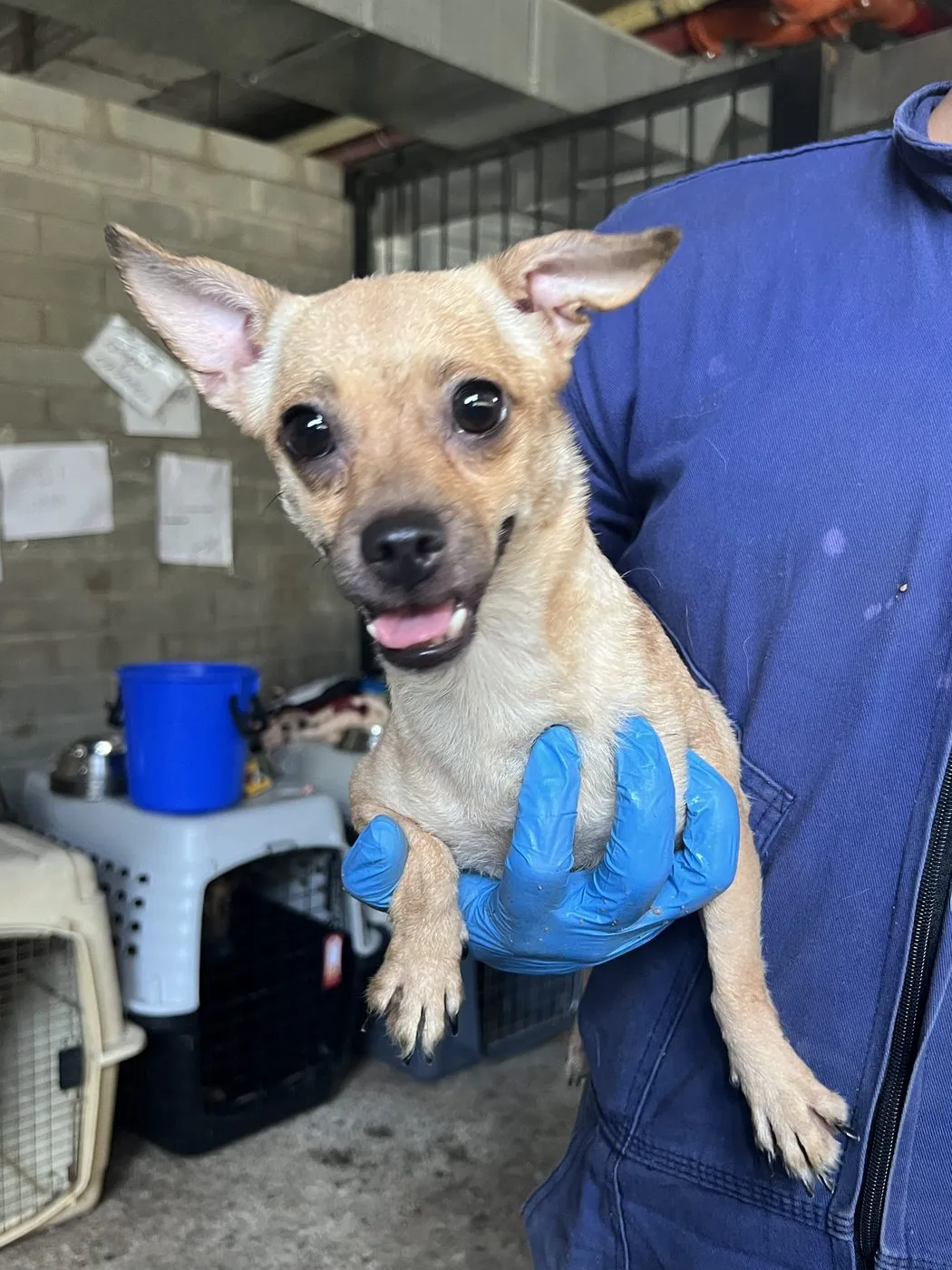 Coca, perro · hembra · 7 años aprox. · tamaño pequeño