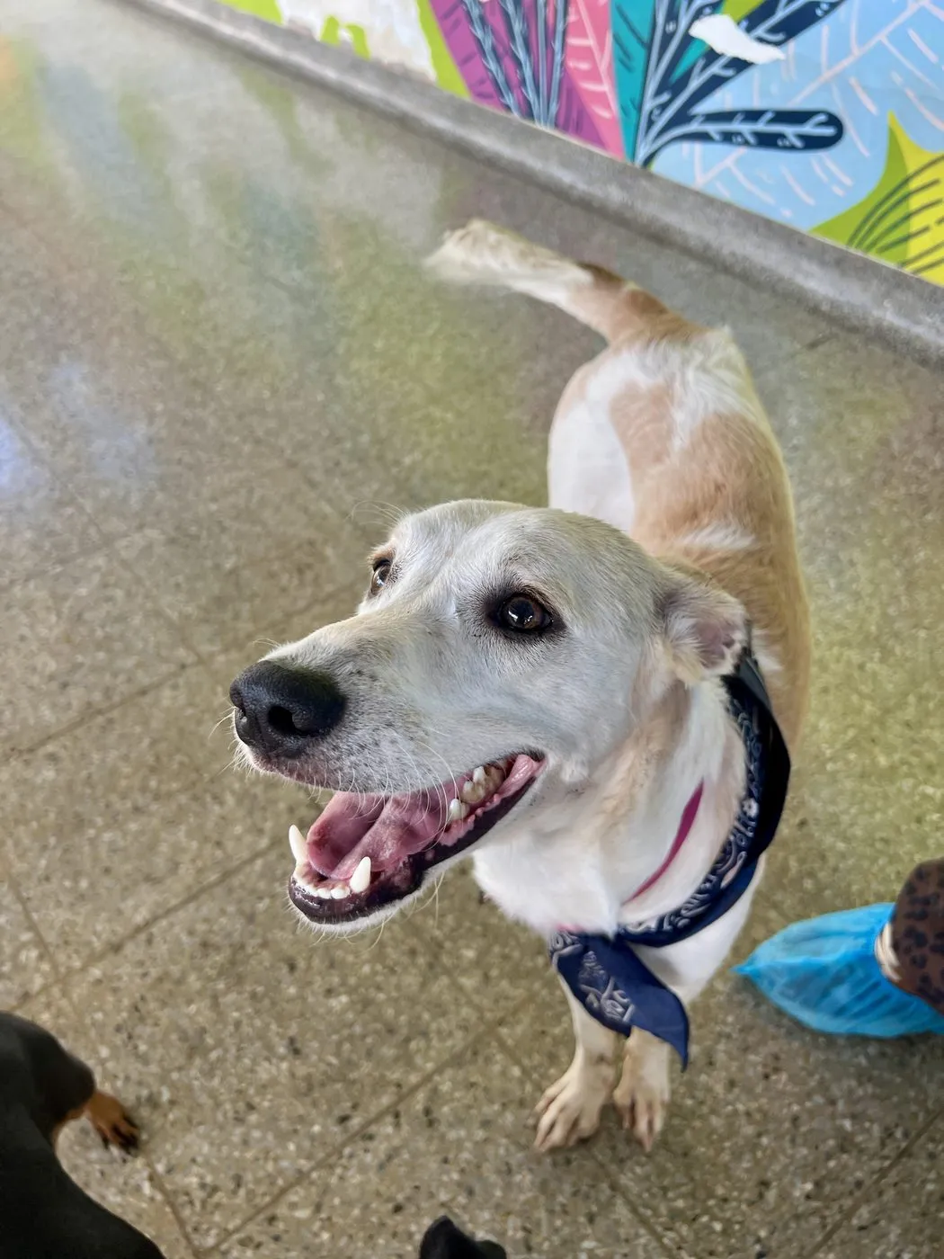 Tayson, perro · macho · adulto · tamaño mediano