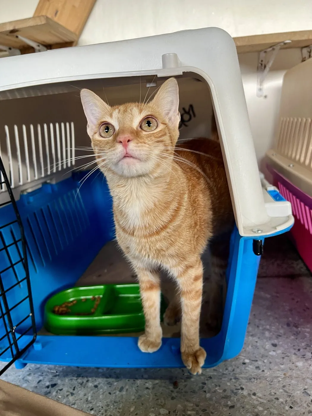 Nucita, gato · hembra · 5 meses aprox.