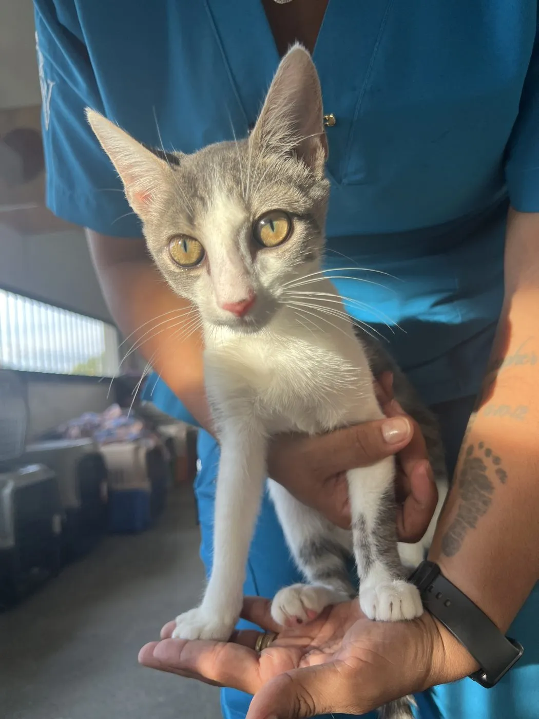 Conga, gato · hembra · 5 meses aprox. · tamaño pequeño