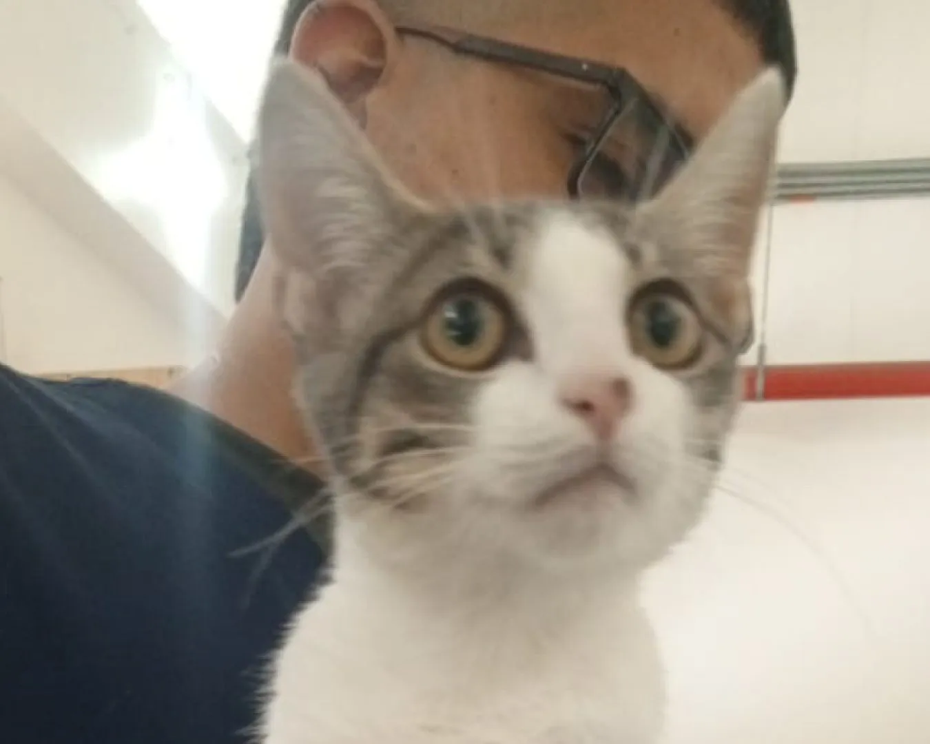 Conga, gato · hembra · 5 meses aprox. · tamaño pequeño