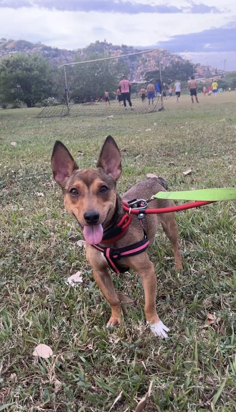 Sanson, perro · macho · 1 año aprox. · tamaño mediano