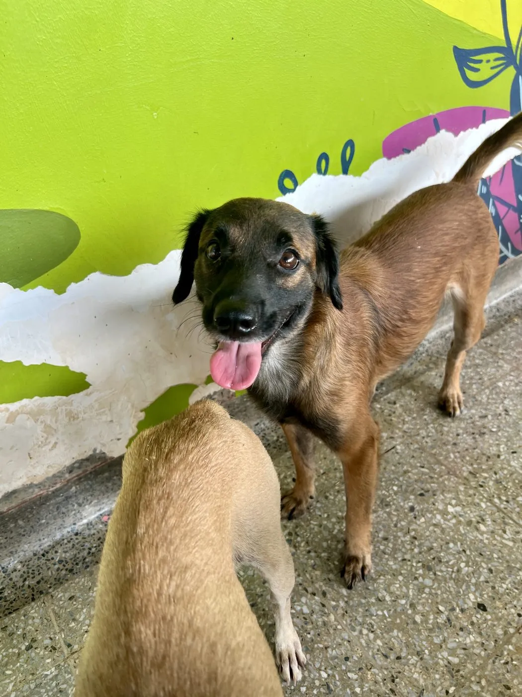 Boo, perro · macho · 2 años aprox. · tamaño mediano