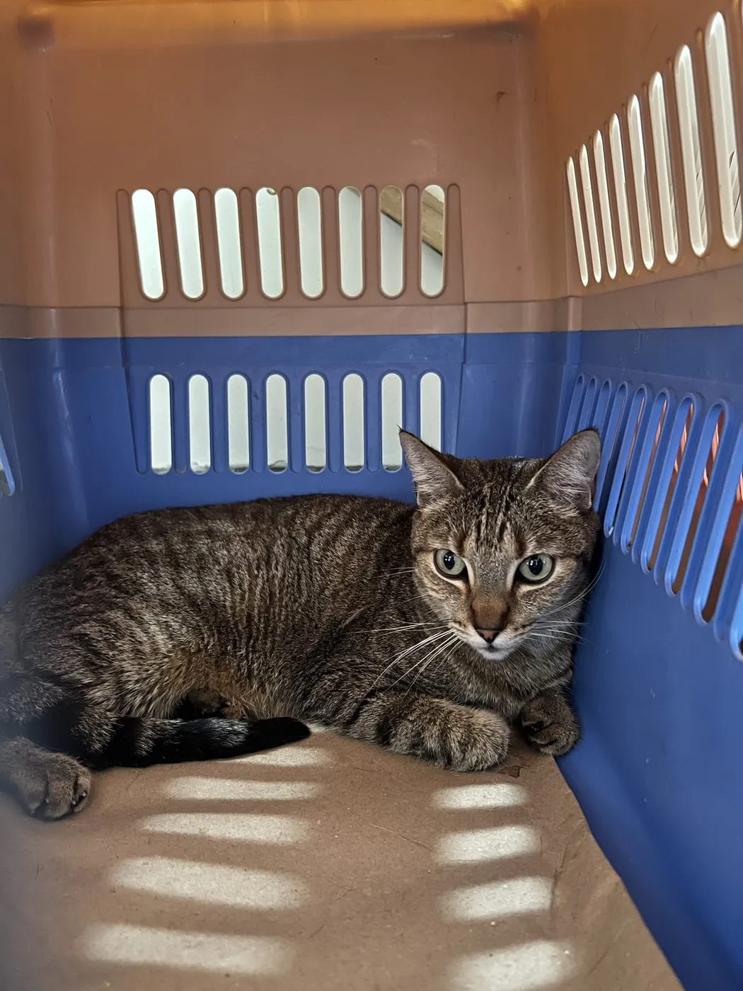 Pepa, gato · hembra · adulto · tamaño mediano