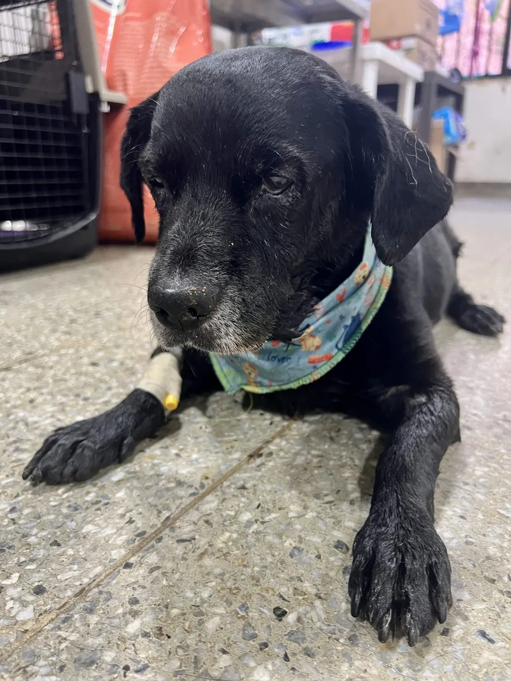 Josefino, perro · hembra · 10 años aprox. · tamaño grande