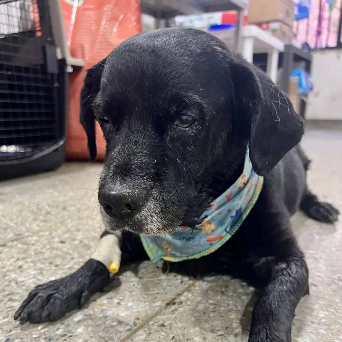 Josefino, perro · hembra · 10 años aprox. · tamaño grande
